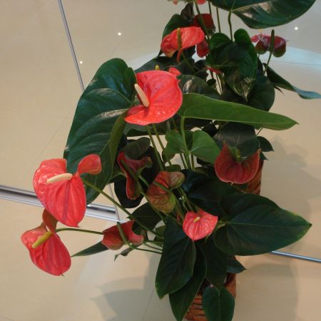 Anthurium